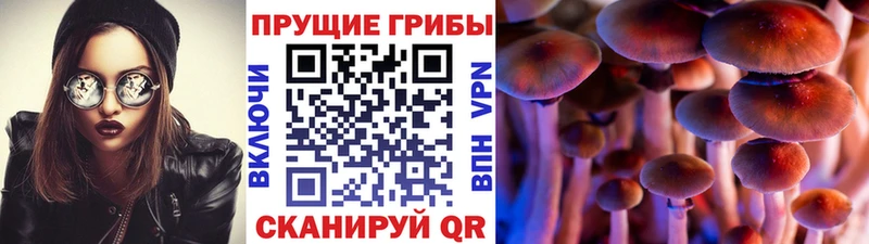 сколько стоит  Ступино  Псилоцибиновые грибы мицелий 